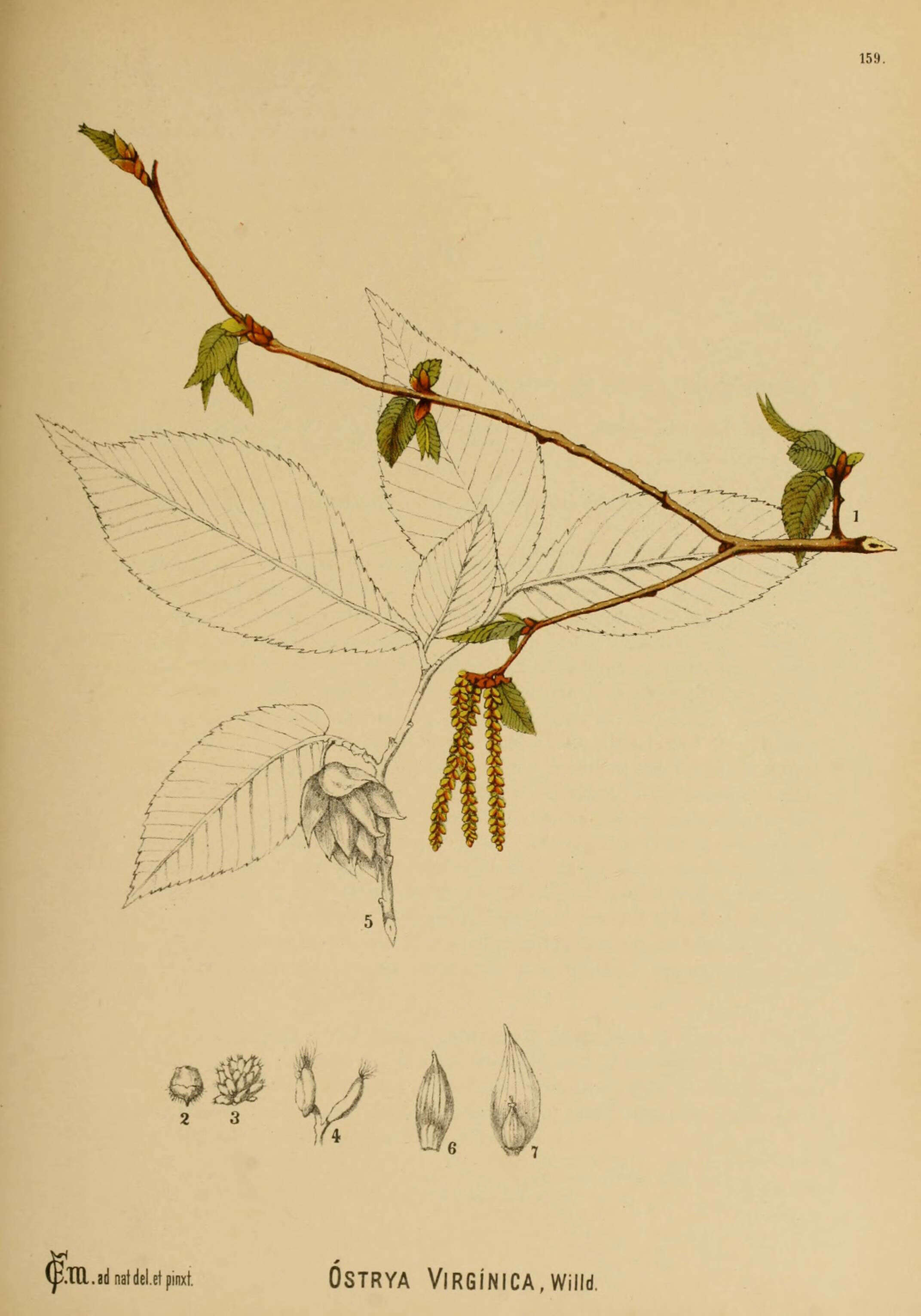 Image of eastern hophornbeam