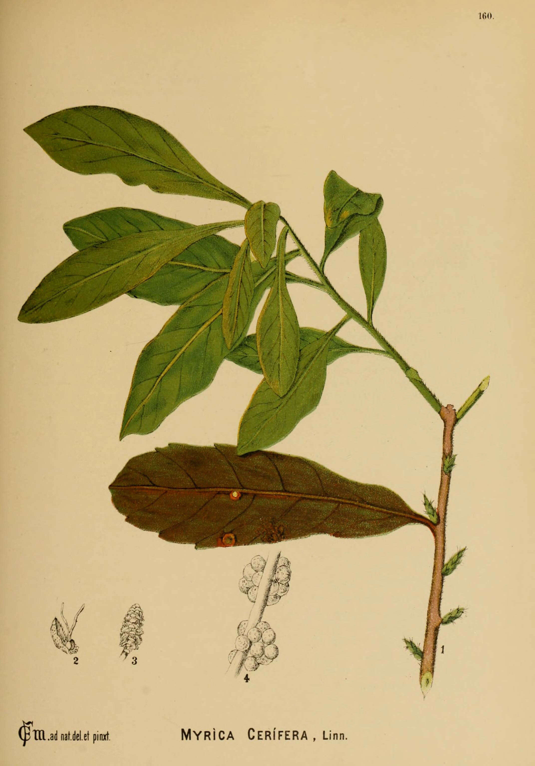 Image of wax myrtle