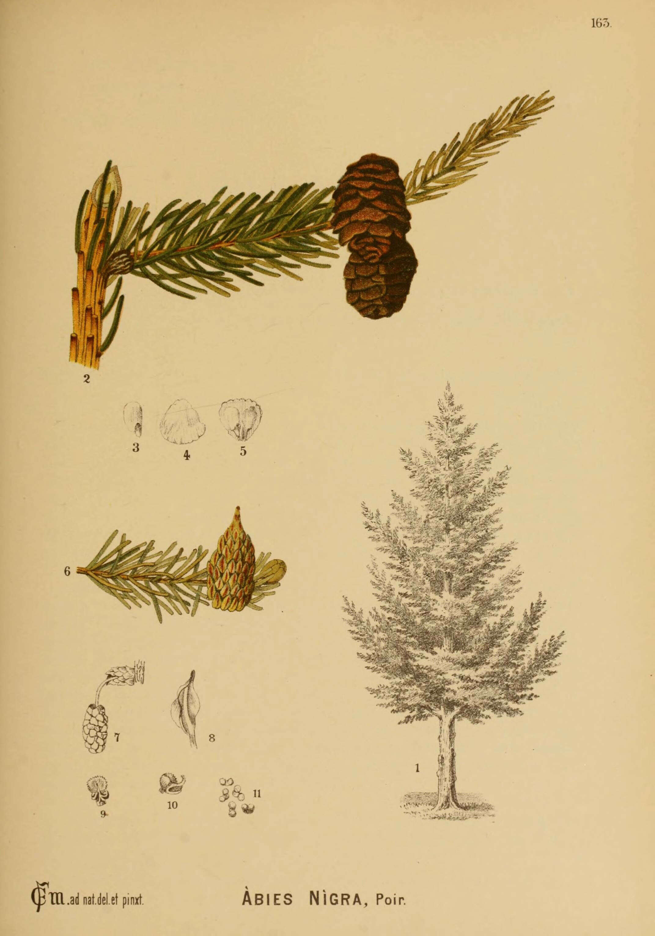 Image of Black Spruce