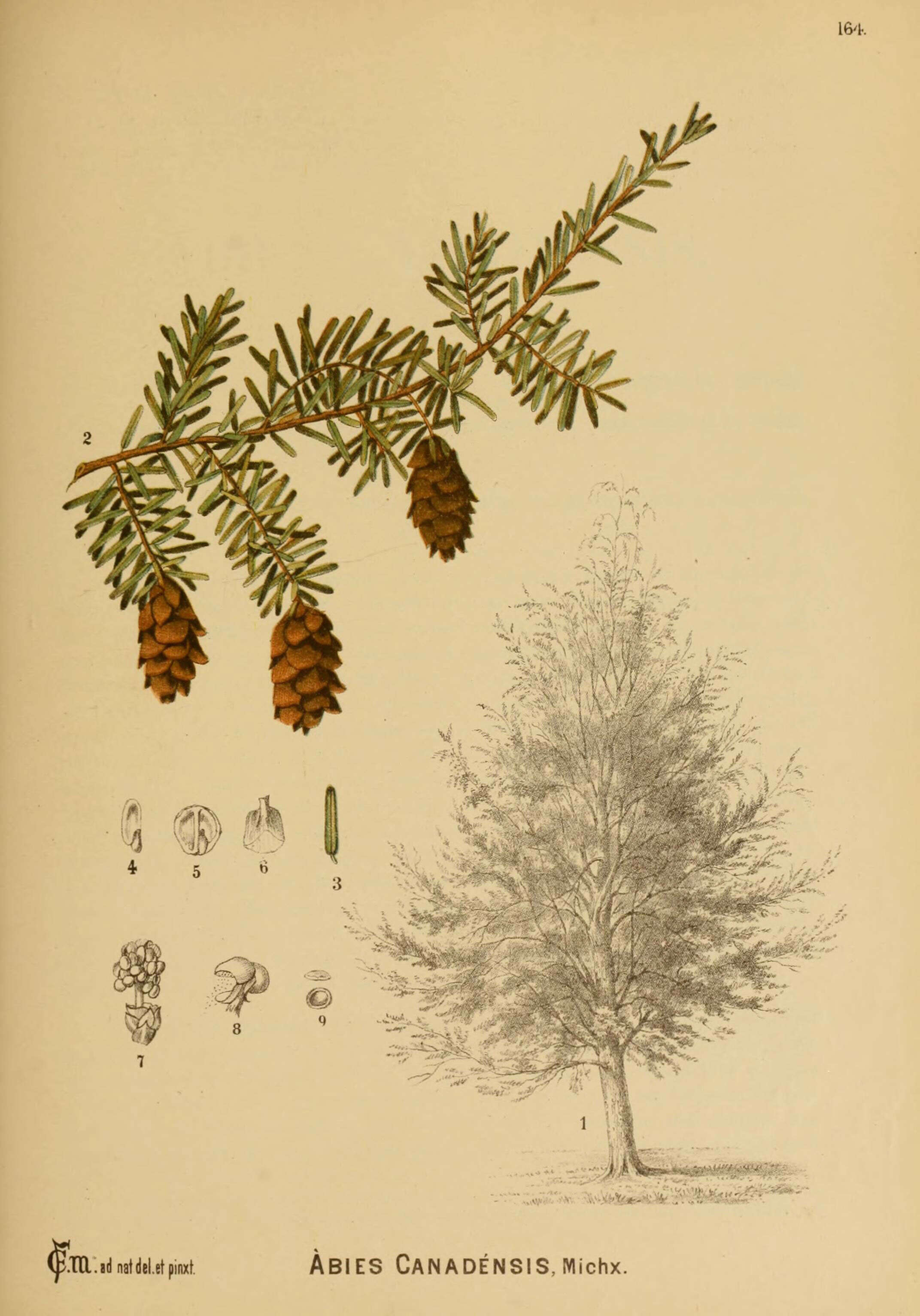 Image of eastern hemlock