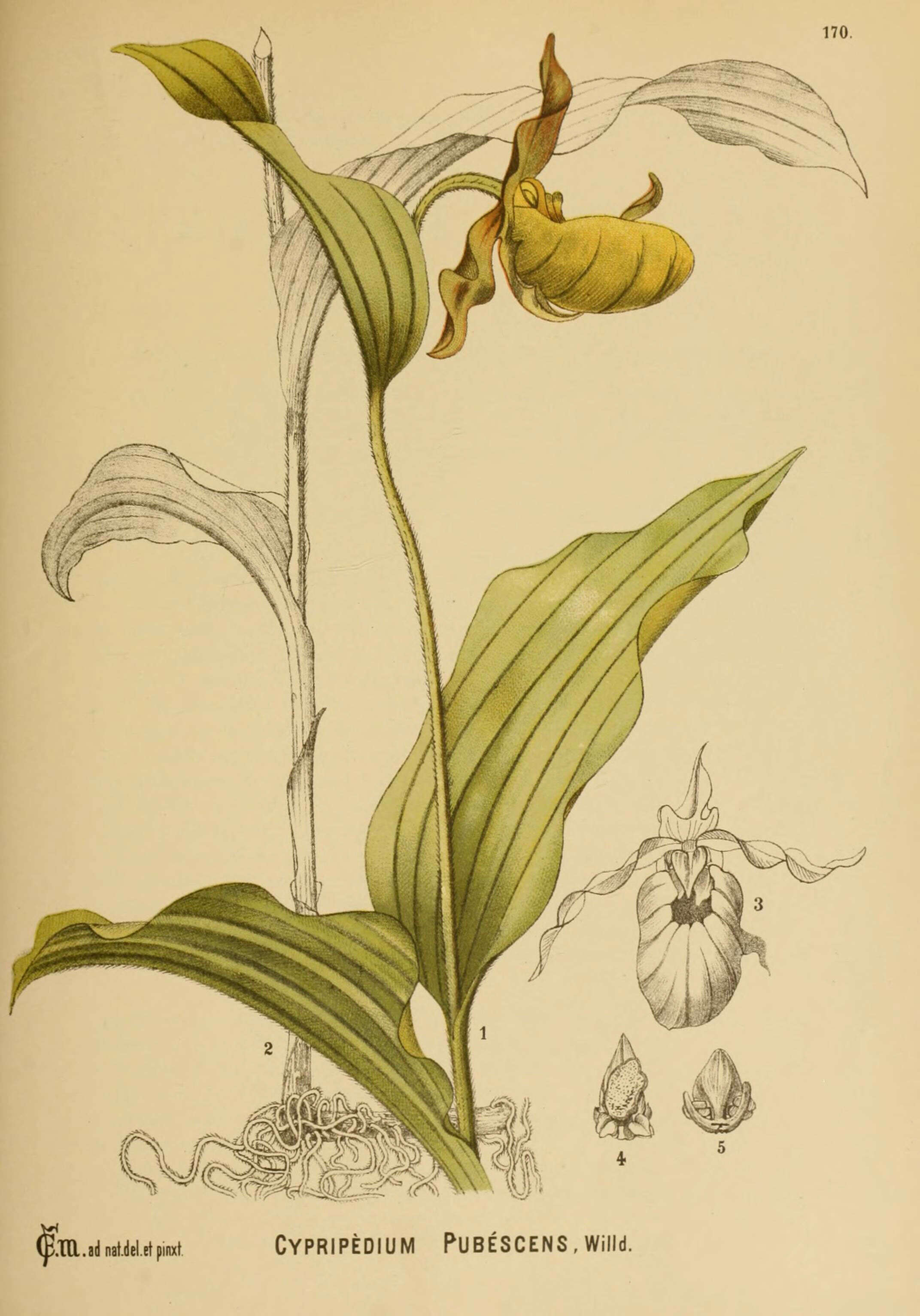 Image de Cypripedium parviflorum var. pubescens (Willd.) O. W. Knight