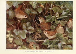 Image of Eurasian Wren