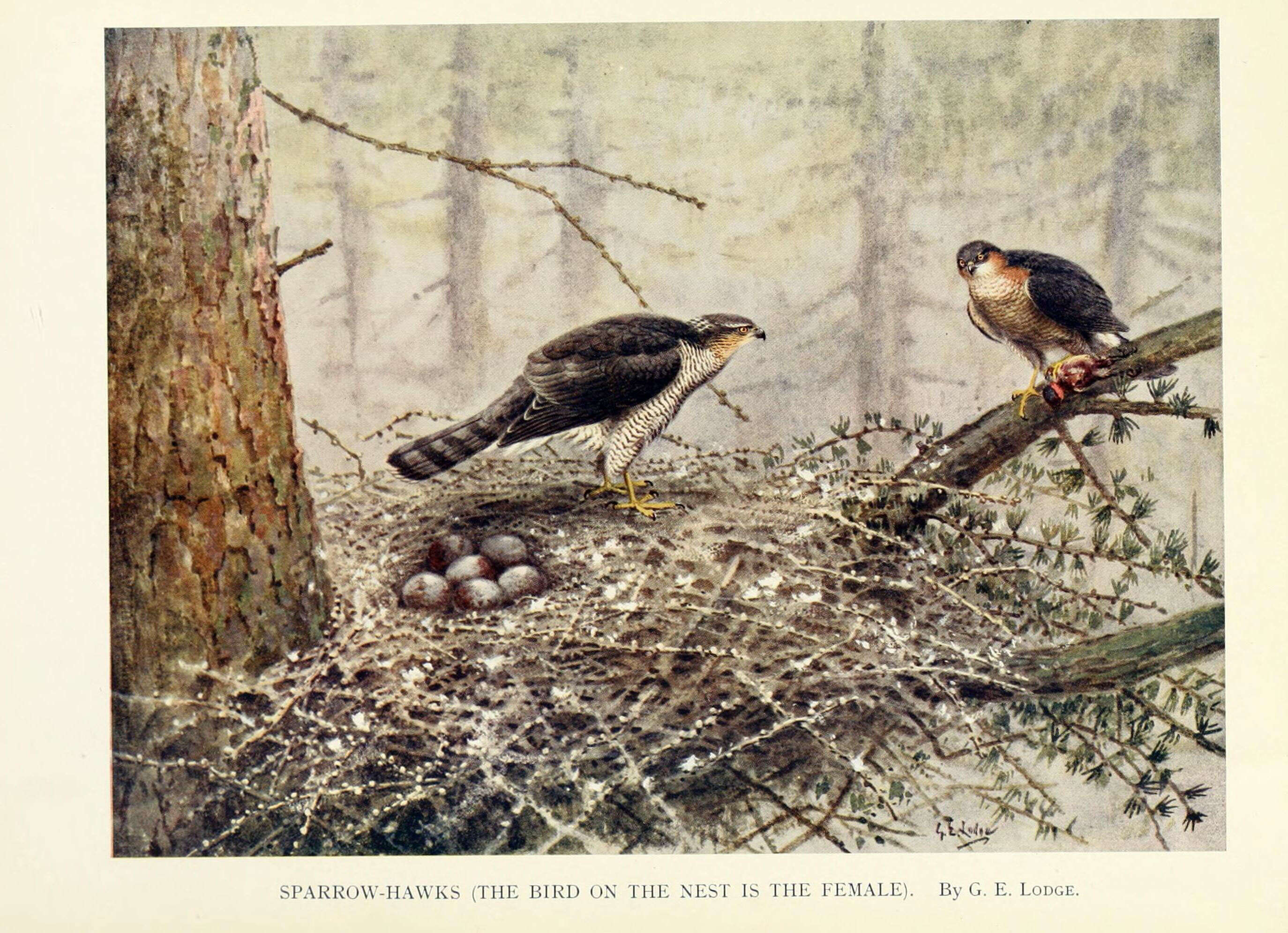 Image of Eurasian Sparrowhawk