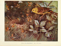 Image of Yellowhammer