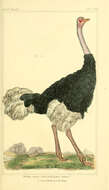 Image of ostriches