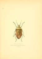 Image of Bathycoelia Amyot & Serville 1843
