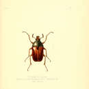 Image of Eutelesmus simplex Waterhouse 1880