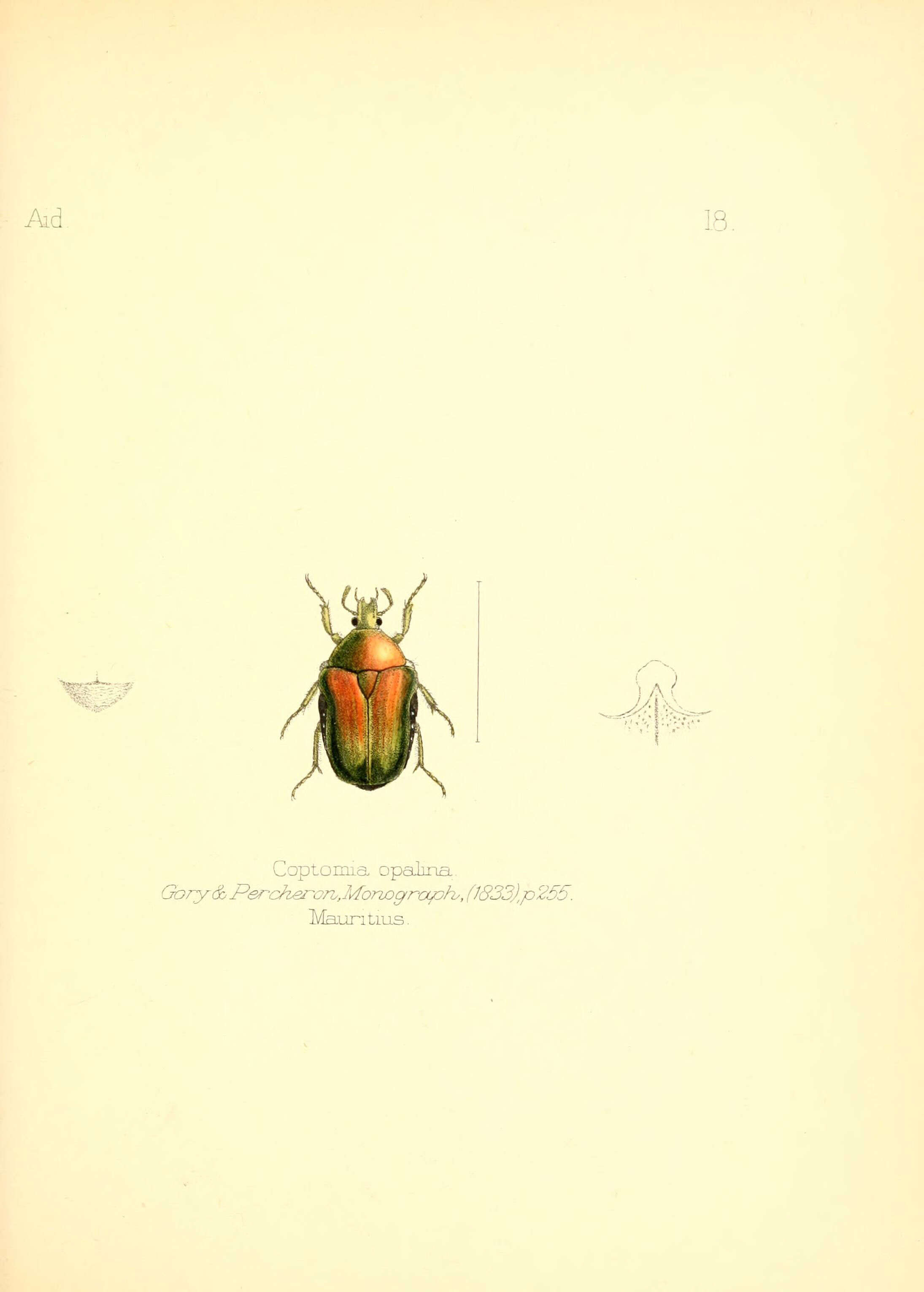 Image de Coptomia (Adonides) opalina (Gory & Percheron 1833)