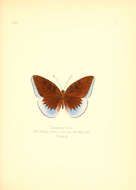 Image de Tanaecia flora Butler 1873