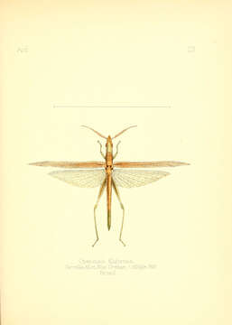Image of Leptysma filiformis (Serville 1838)