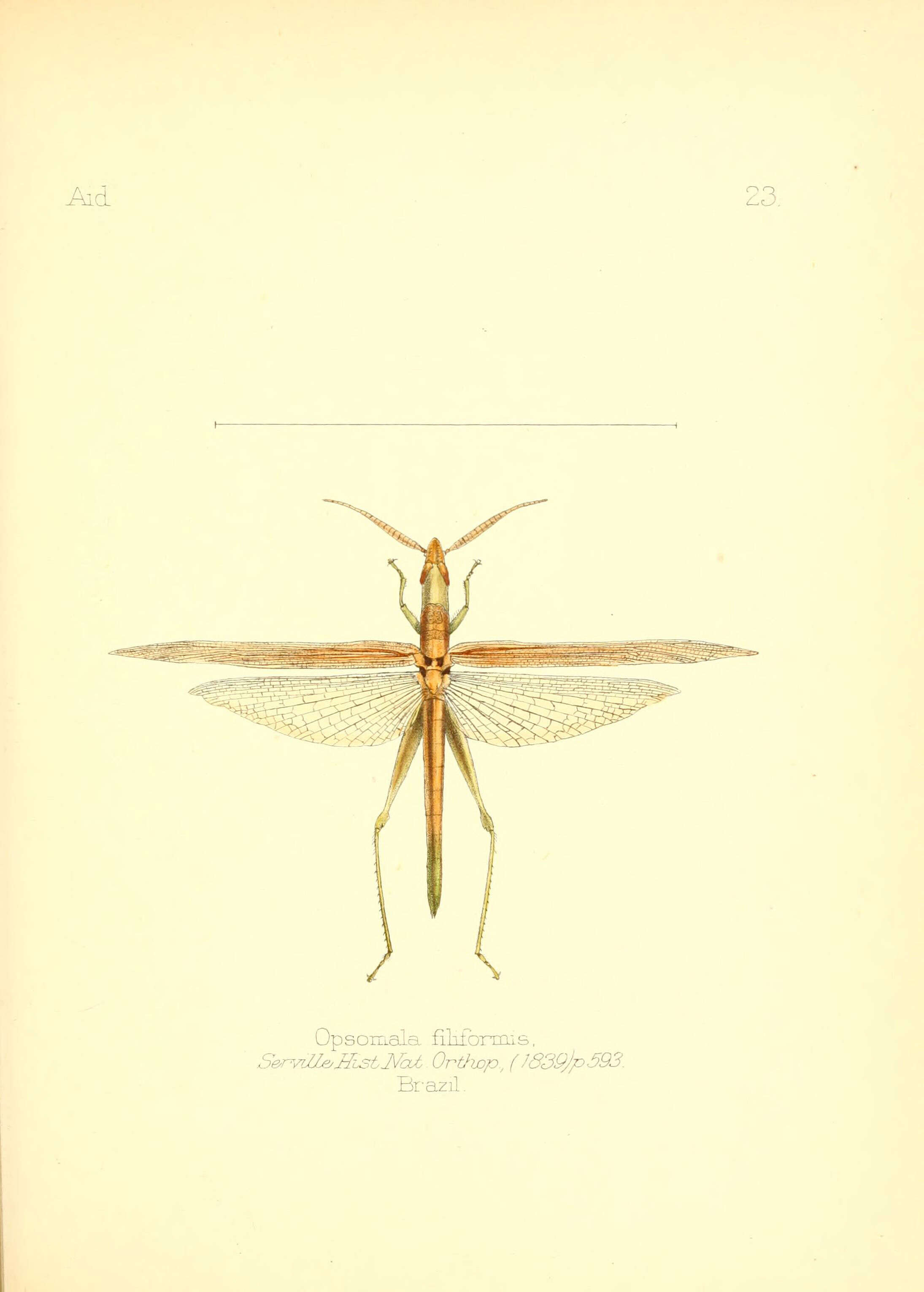 Image of Leptysma filiformis (Serville 1838)