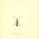 Image of Camponotidea saundersi (Puton 1874)