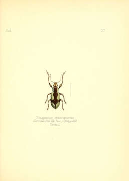 Image of Naupactus stauropterus Germar 1824
