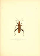 Image of Heegeria tangirica (Saunders 1877)