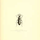 Image of Toxicum grande Pascoe 1871