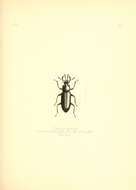 Image of Toxicum grande Pascoe 1871