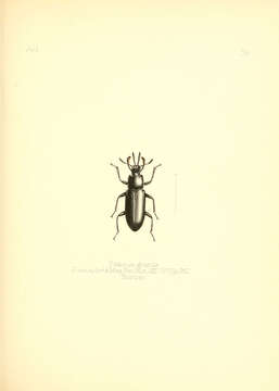 Image of Toxicum Latreille 1802