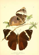 Image de Opsiphanes bogotanus Distant 1875