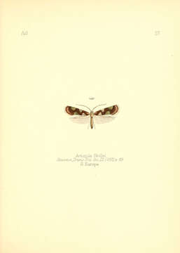 Image of Antispila rivillei Stainton 1855