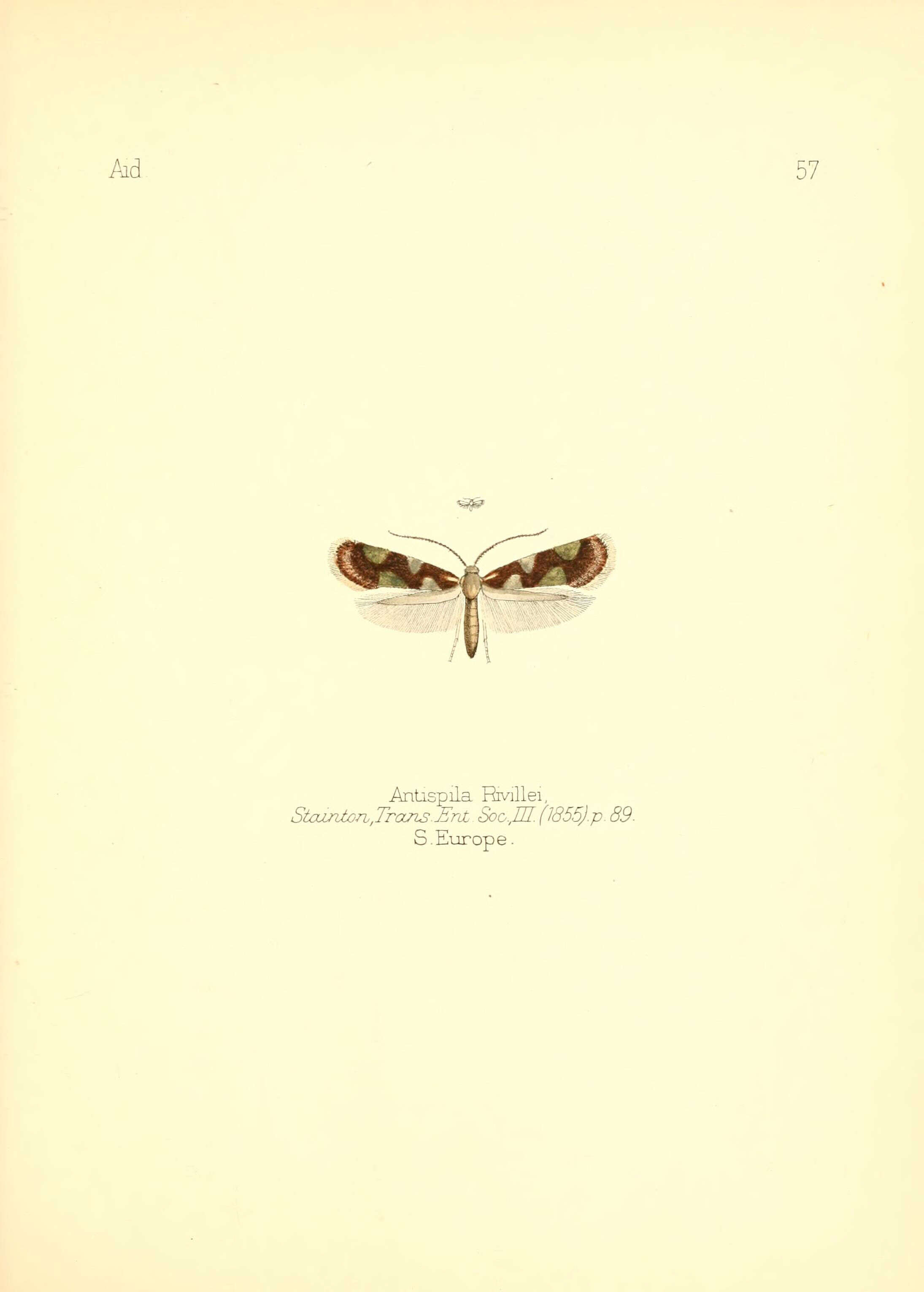 Image de Antispila rivillei Stainton 1855