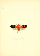 Image of Cosmoscarta andamana Distant 1878