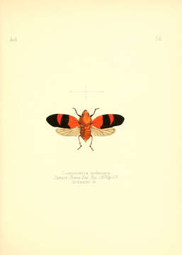 Image of Cosmoscarta andamana Distant 1878