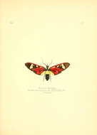 Imagem de Histioea meldolae Butler 1876