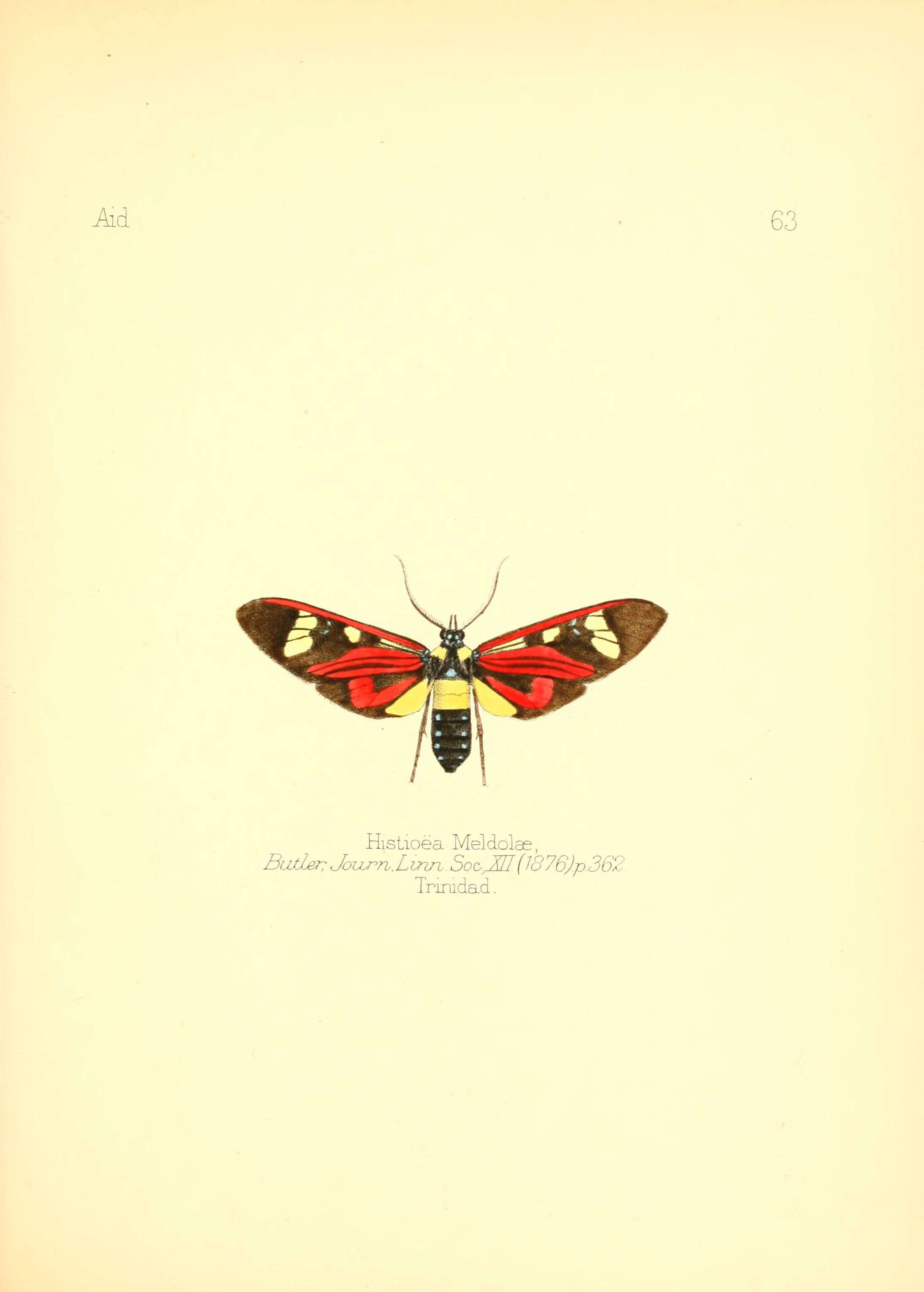 Imagem de Histioea meldolae Butler 1876