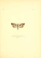Image de Grapholita internana Guenée 1845