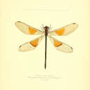 Image of Euthore mirabilis McLachlan 1878
