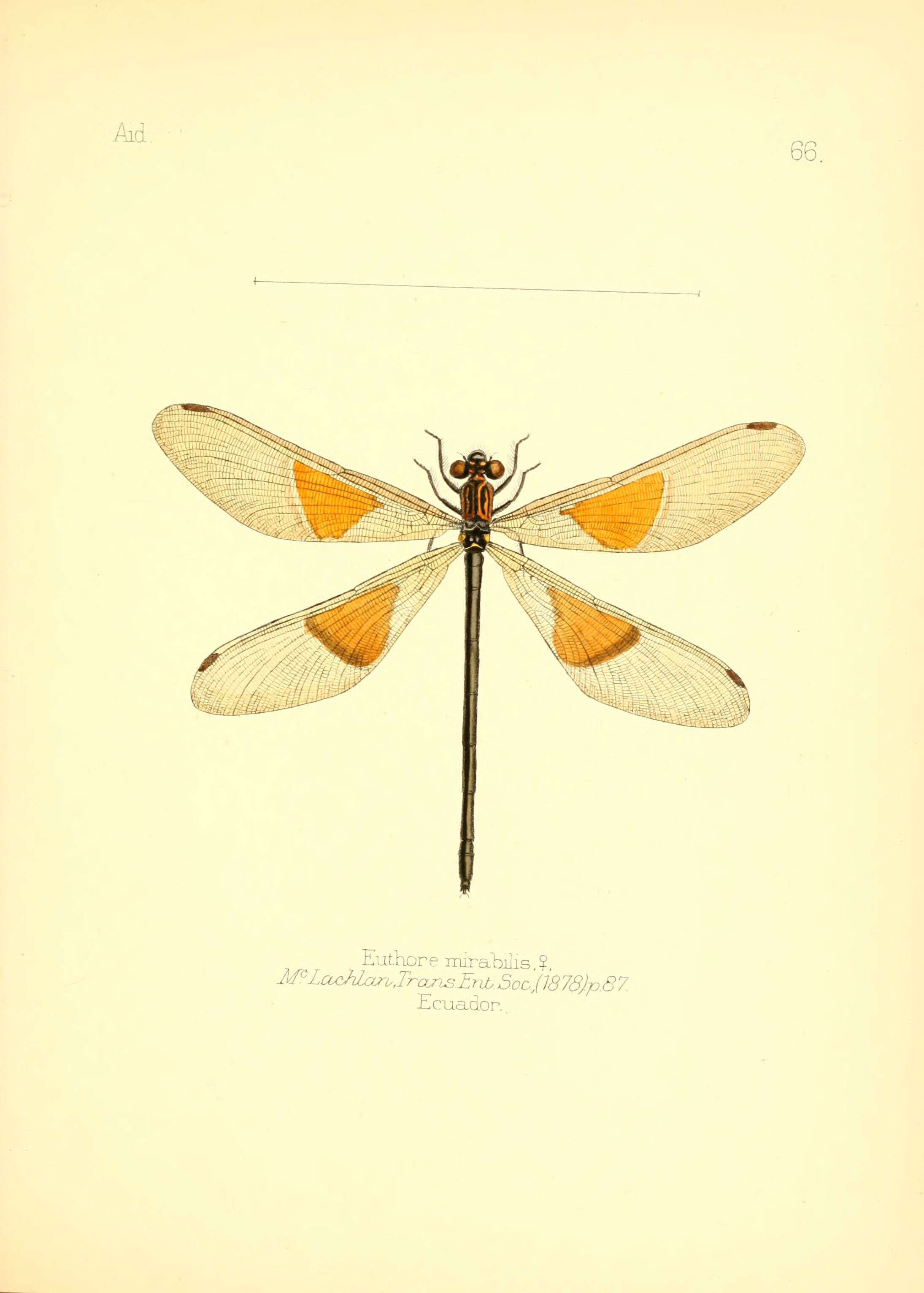 Imagem de Euthore mirabilis McLachlan 1878