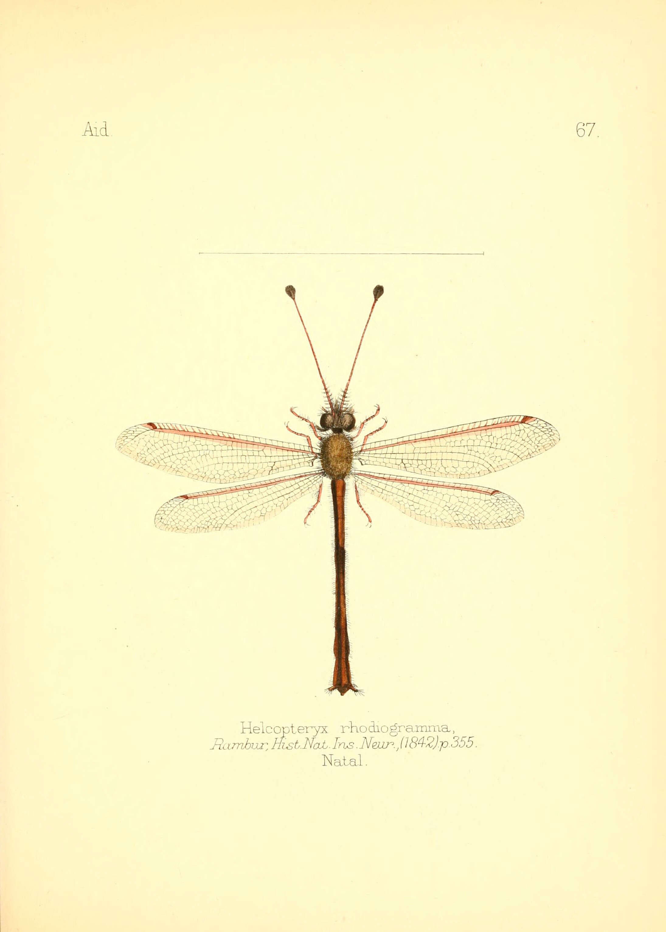 Image of Helcopteryx