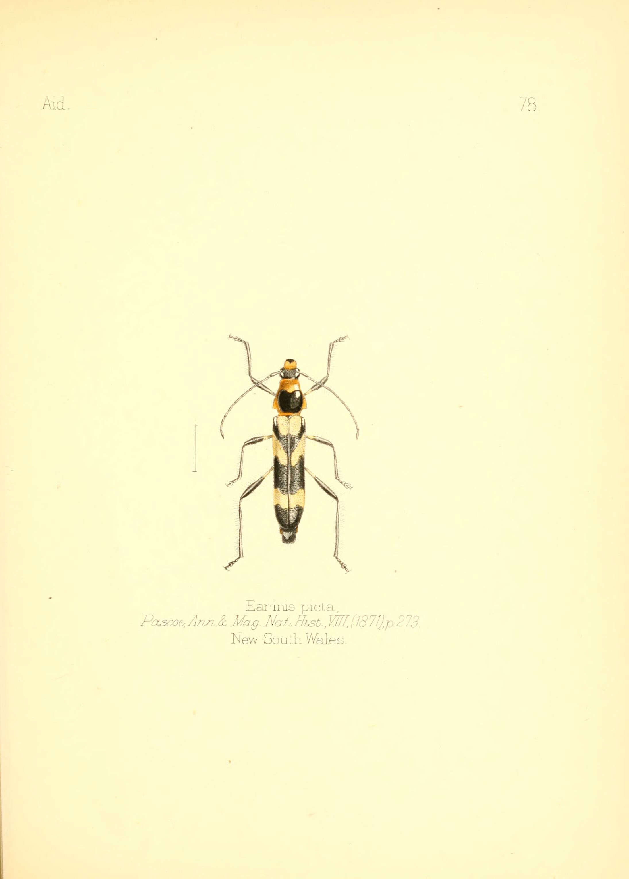 Image of Earinis picta Pascoe 1871