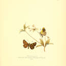 Image of Butleria sotoi Reed 1877