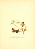 Image of Butleria sotoi Reed 1877