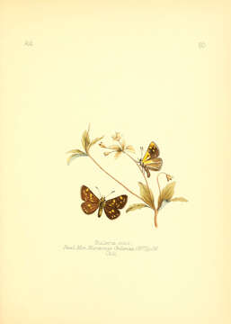 Image de Butleria sotoi Reed 1877