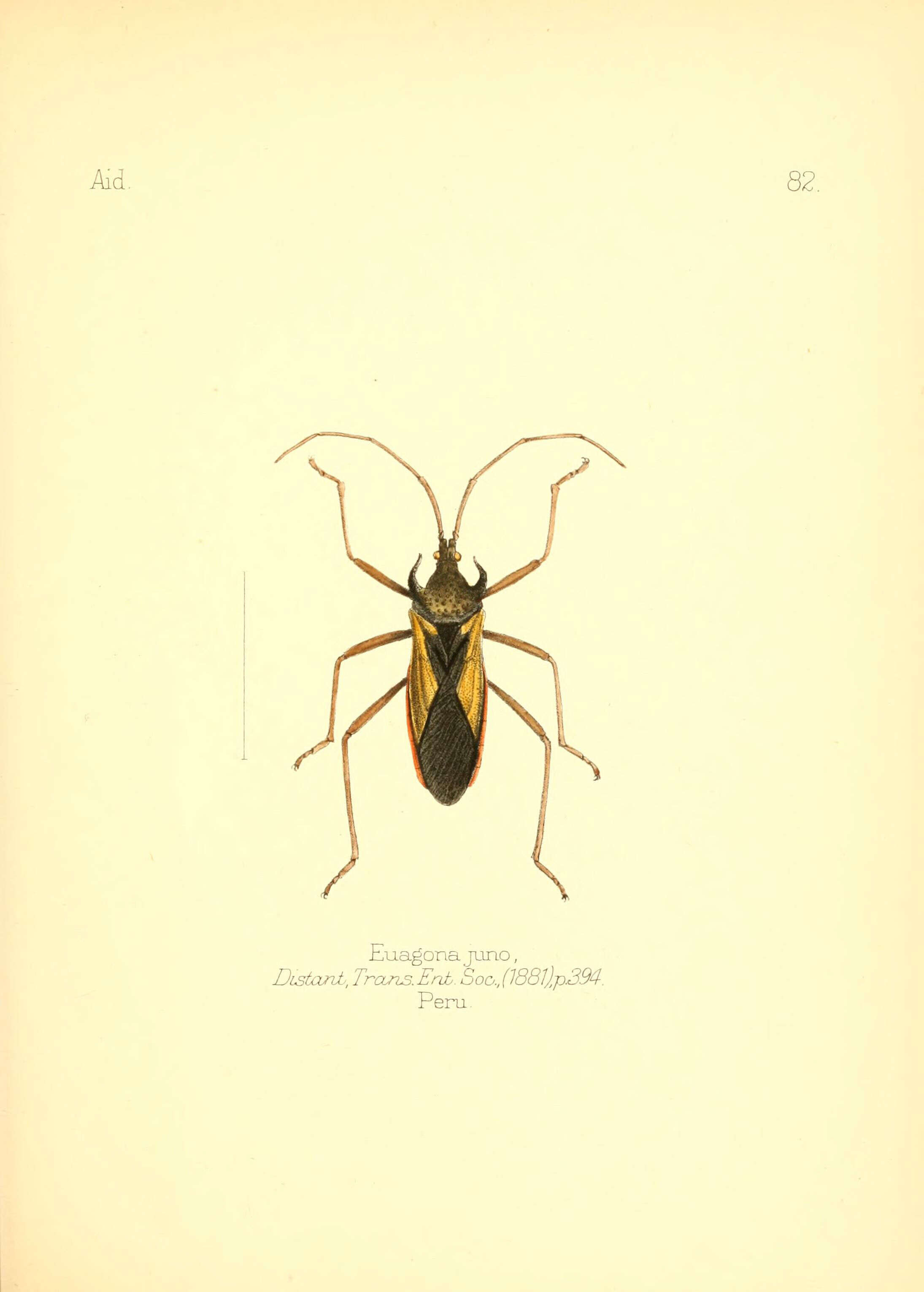 Image of Euagona juno Distant 1881