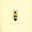 Image of Agelia lordi (Walker 1871)