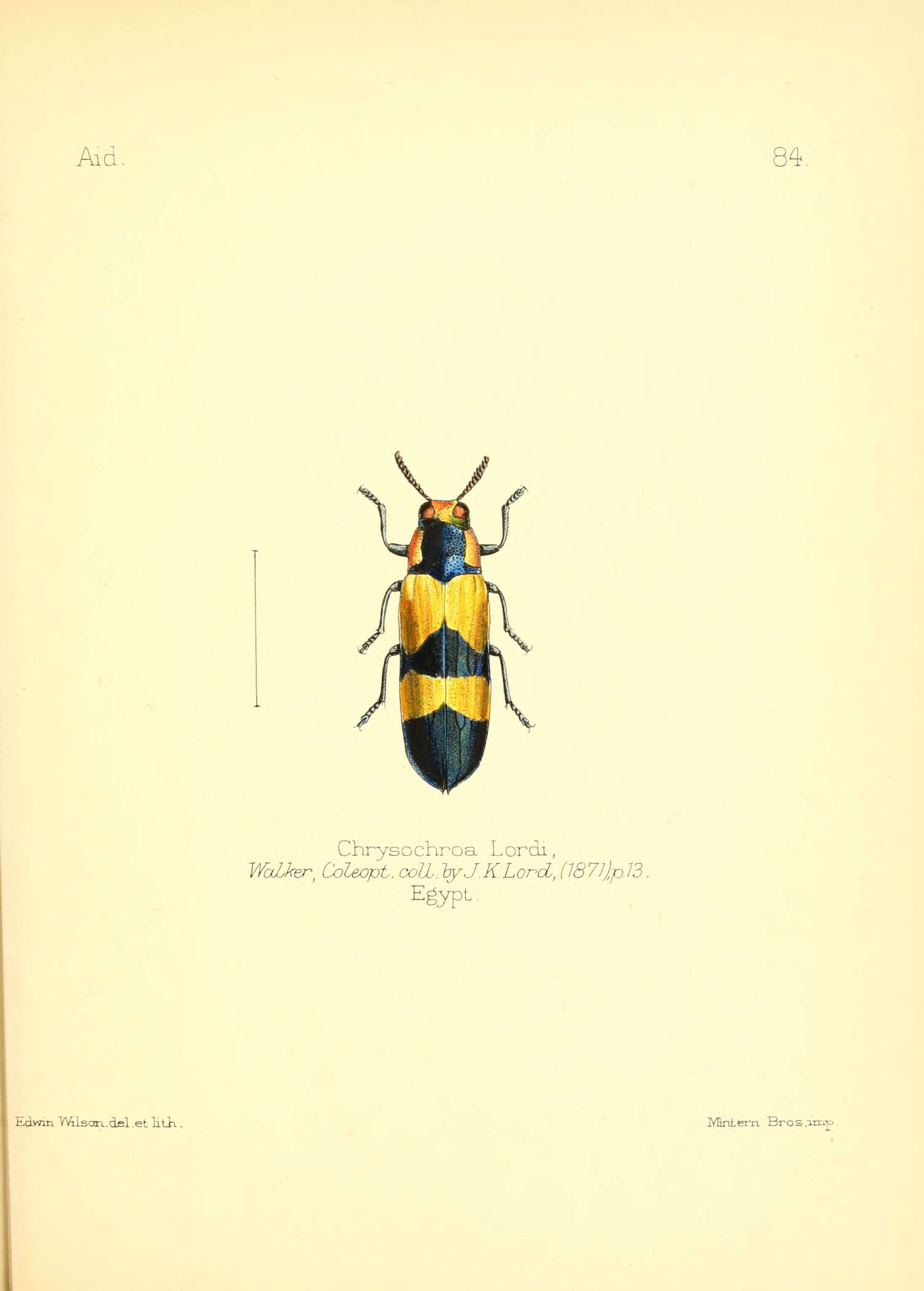 Image of Agelia lordi (Walker 1871)