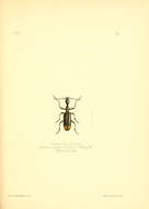 Image of Clarencia aliena (Pascoe 1860)