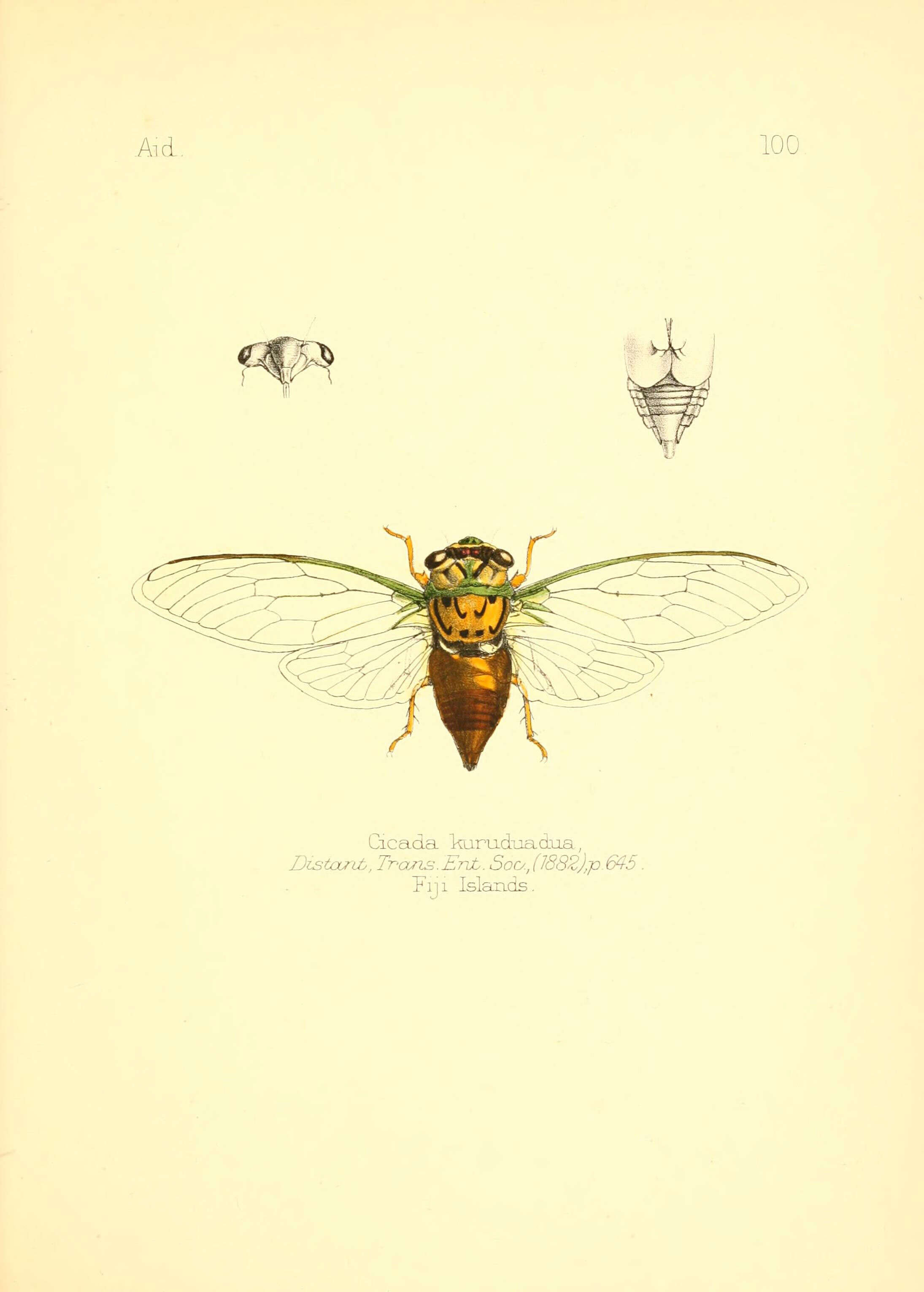 Image of Raiateana kuruduadua (Distant 1881)