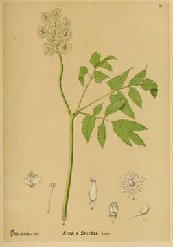 Image of Baneberry