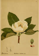 Magnolia elegans (Blume) H. Keng的圖片