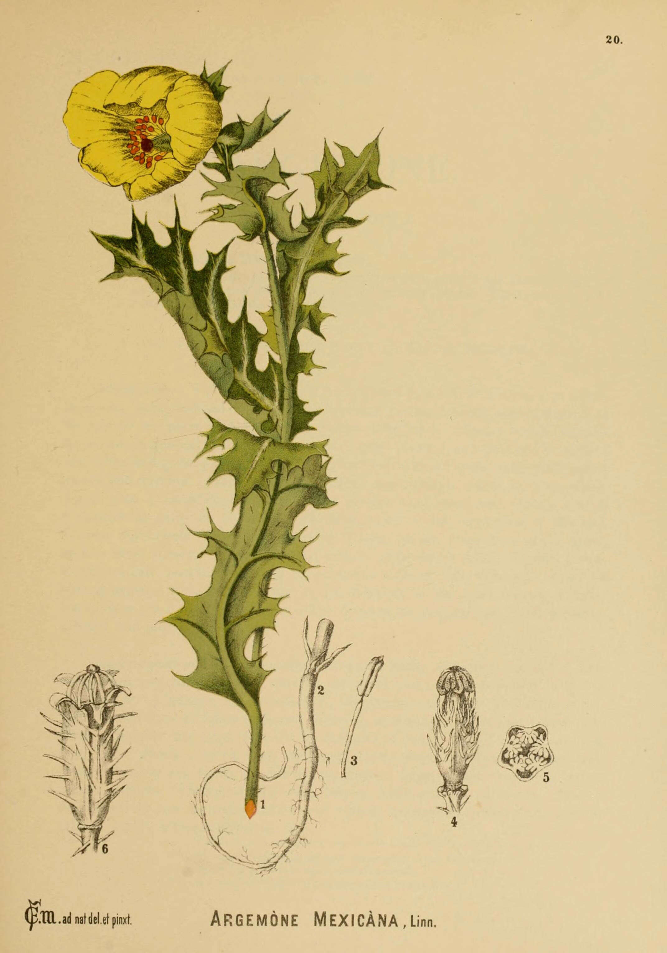 Image of Mexican pricklypoppy