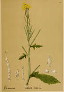 Image of white mustard