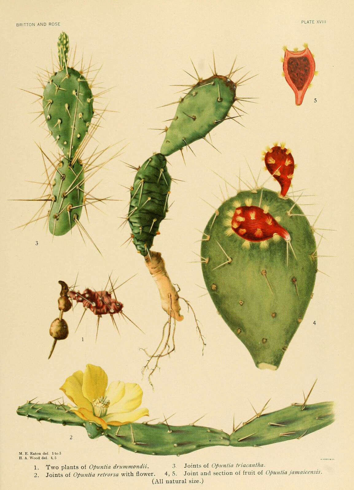 Image of Little Priclly-pear Cactus