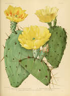 Image of Border Prickly-pear