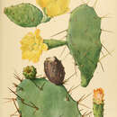 Image of Opuntia schumannii F. A. C. Weber ex A. Berger