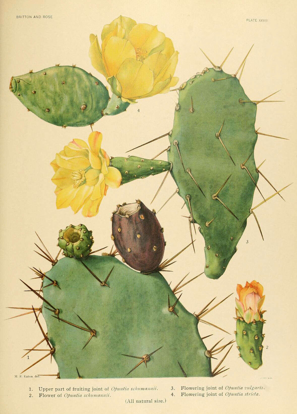 Image of Opuntia schumannii F. A. C. Weber ex A. Berger