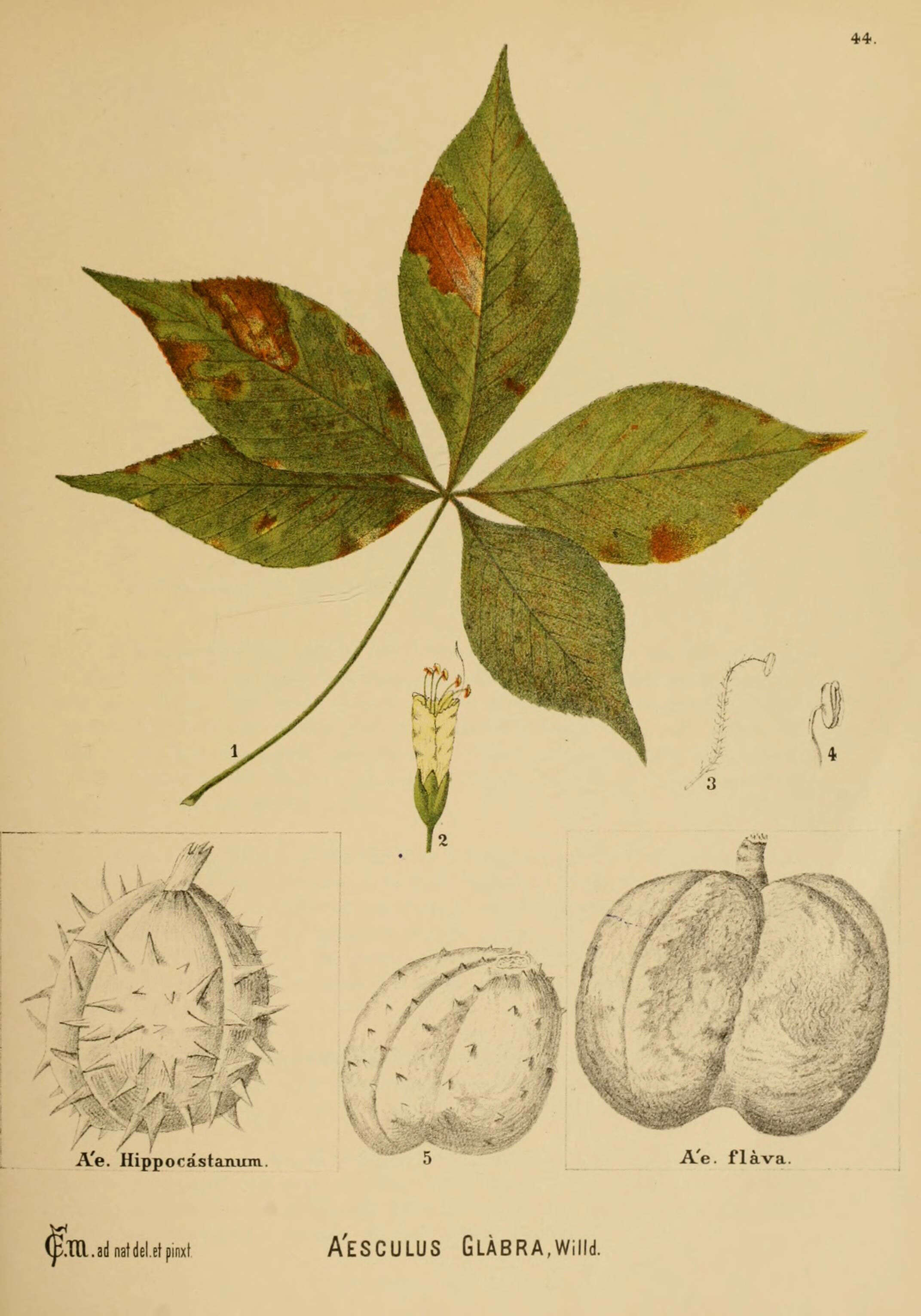 Image of Ohio buckeye